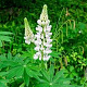 Lupinus 'Gallery White' GM P9 BIO