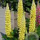 Lupinus 'Gallery Yellow' GM P9 BIO
