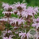 Monarda bradburiana GM P9 BIO