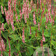 Persicaria a. Confetti GM P9 BIO