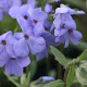 Phlox (S) 'G.F. Wilson' GM P9 BIO