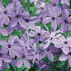 Phlox stolon. 'Blue Ridge' GM P9 BIO