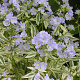 Polemonium r. 'Stairway to Heaven' GM P9 BIO
