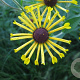 Rudbeckia subt. 'Henry Eilers' GM P9 BIO
