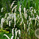 Sanguisorba tenuifolia alba GM P9 BIO
