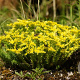 Sedum sexangulare GM P9 BIO