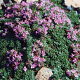 Thymus praecox 'Pseudolanuginosus' GM P9 BIO