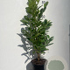 Prunus I. 'Rotundifolia' 80-100 cm 5,0L