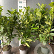 Prunus I. 'Rotundifolia' 80-100 cm 5,0L