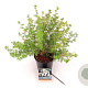 Potentilla f. 'Abbotswood' 30-40 cm 3,0L