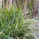 Carex morrowii 'Ice Dance' GM P9