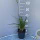 Deschampsia cesp. 'Goldschleier' GM 2,0L
