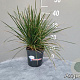Deschampsia cesp. 'Goldtau' GM 2,0L