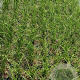 Deschampsia cesp. 'Goldtau' GM 2,0L