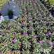 Erysimum 'Bowles' Mauve' GM 2,0L