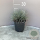 Festuca glauca 'Elijah Blue' GM 2,0L
