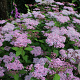 Spiraea japonica 'Sparkling Champagne' 25-30 cm 3,5L