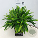 Blechnum spicant 35-40 cm 10L
