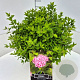 Spiraea jap. 'Little Princess' 30-35 cm 10L