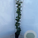 Hedera hibernica 80-100 cm C1.5 met stok