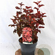 Physocarpus opulif. Little Angel 30-50 cm 3,0L