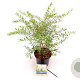 Spiraea cinerea 'Grefsheim' 30-40 cm 3,0L