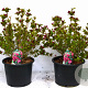 Weigela Big Love 60-80 cm 12L