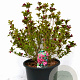 Weigela Big Love 60-80 cm 12L
