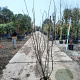 Amelanchier lamarckii 175-200 cm met kluit