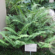 Dryopteris cycadina GM  P11