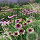Echinacea p. 'Green Twister' GM P9