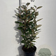 Elaeagnus ebbingei 50-60 cm 3,0L