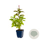 Eupatorium mac. 'Atropurpureum' GM  P11