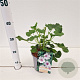 Lavatera 'Blushing Bride' GM 2,5L