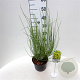 Cytisus praecox 'Allgold' 30-40 cm 3,0L