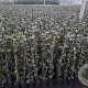 Hedera hibernica 80-100 cm C1.5 met stok