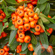 Pyracantha cocc. 'Orange Star' 100-125 cm 3,0L Gestokt