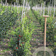 Ilex aq. 'Alaska' 80-100 cm met kluit