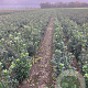 Ilex meserv. Heckenfee 60-80 cm met kluit