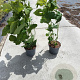 Hydrangea a. 'Annabelle' 30-40 cm 5,0L