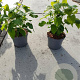 Hydrangea a. 'Annabelle' 30-40 cm 5,0L