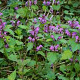 Lamium maculatum GM P9