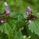 Lamium maculatum GM P9