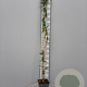 Lonicera henryi 150-175 cm 5,0L