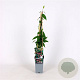 Lonicera henryi 150-175 cm 5,0L