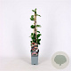 Lonicera periclymenum 70 cm 2,0L