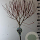 Salix integra 'Hakuro-nishiki' 80 cm stam 5,0L