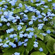 Omphalodes verna GM P9