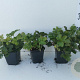 Waldsteinia ternata GM P9
