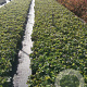 Waldsteinia ternata GM P9
